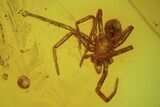 Detailed Fossil Spider (Aranea) In Baltic Amber #87204-2